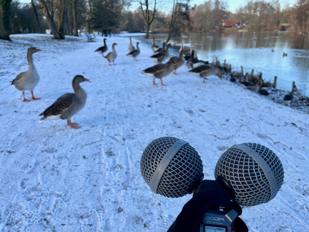 Manif d&rsquo;oiseaux d&rsquo;eaux au Parc de la Glissoire d&rsquo;Avion