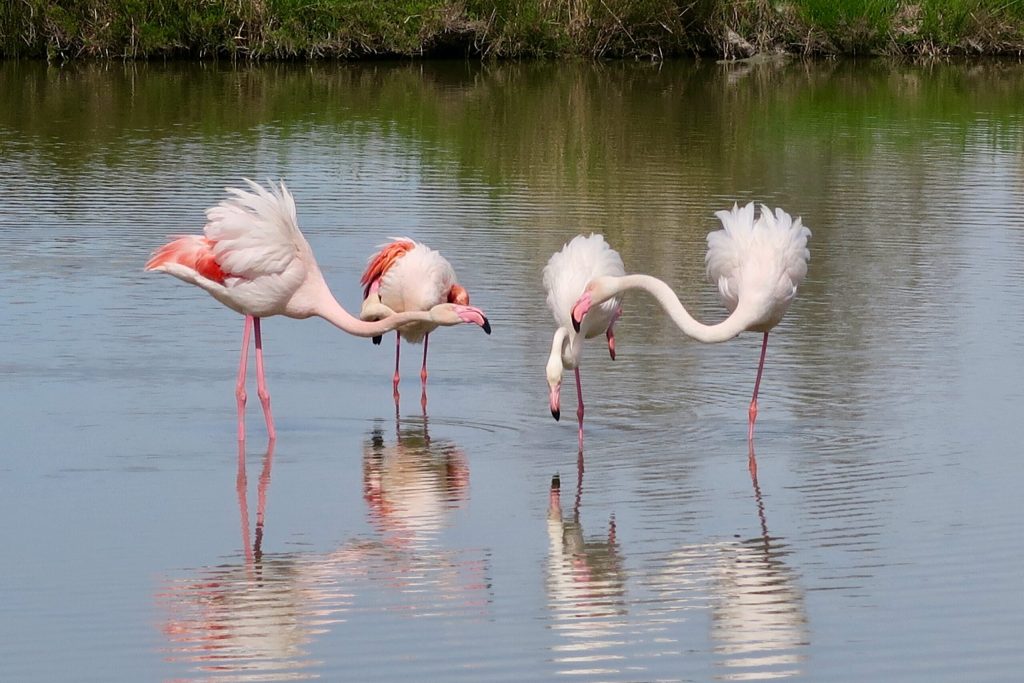 Ambiances de différents parcs