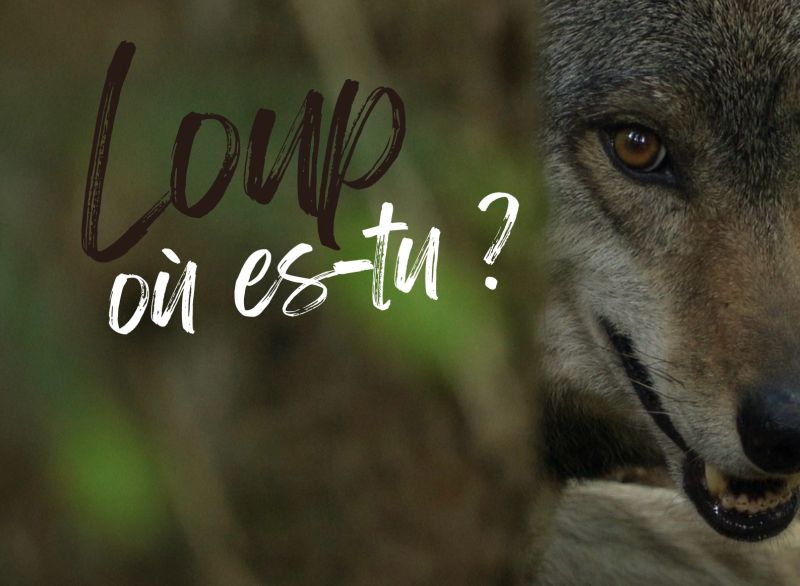 Le documentaire Loup où es tu ? Et la série Intraçables